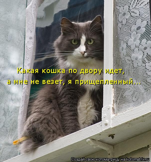 Котоматрица: Какая кошка по двору идет,  а мне не везет, я прищепленный...