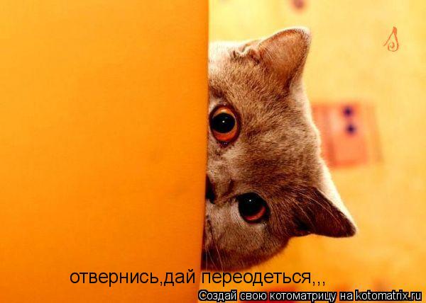 отвернись,дай переодеться,,,... Котоматрица: отвернись,дай переодеться,,,