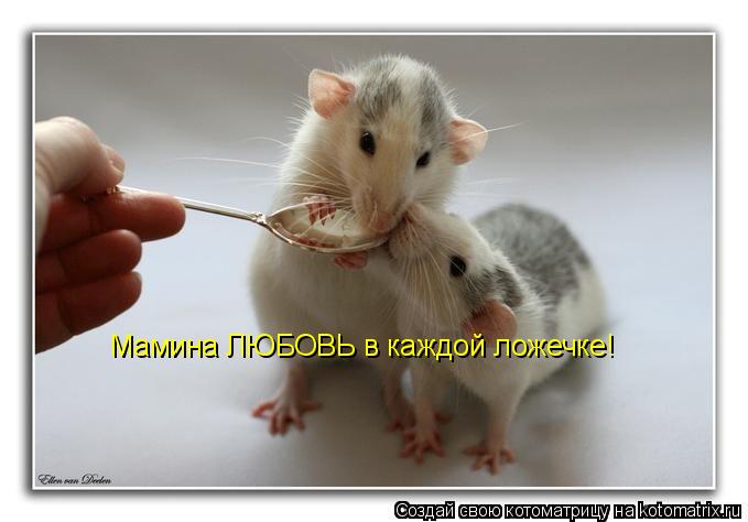 Мамина ЛЮБОВЬ в каждой ложечке!... Котоматрица: Мамина ЛЮБОВЬ в каждой ложечке!