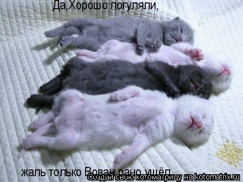 Да,Хорошо погуляли, жаль только Вован рано ушёл... Котоматрица: Да,Хорошо погуляли, жаль только Вован рано ушёл