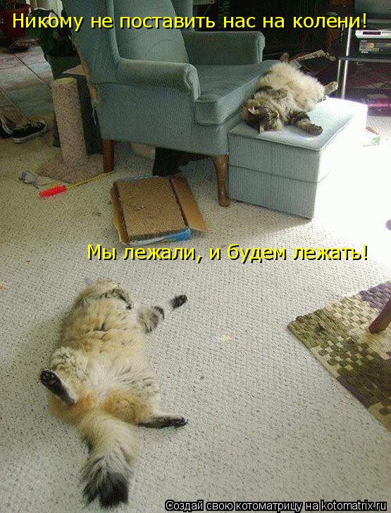 Никому не поставить нас на колени! Мы лежали, и будем лежать!... Котоматрица: Никому не поставить нас на колени! Мы лежали, и будем лежать!