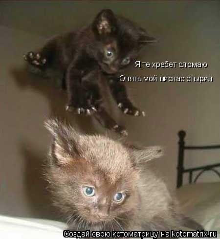 Я те хребет сломаю Опять мой вискас стырил... Котоматрица: Я те хребет сломаю Опять мой вискас стырил