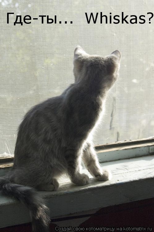 Где-ты... Whiskas?... Котоматрица: Где-ты... Whiskas?