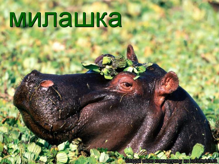 милашка... Котоматрица: милашка