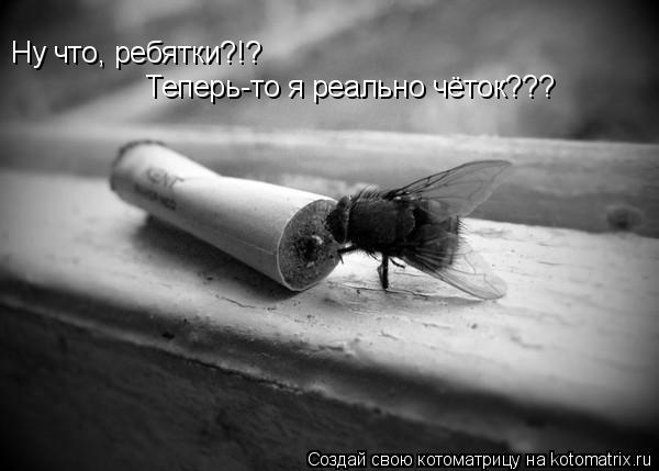 Котоматрица: Ну что, ребятки?!? Теперь-то я реально чёток???