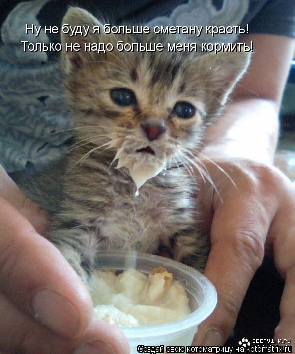 Ну не буду я больше сметану красть! Только не надо больше меня кормить!... Котоматрица: Ну не буду я больше сметану красть! Только не надо больше меня кормить!