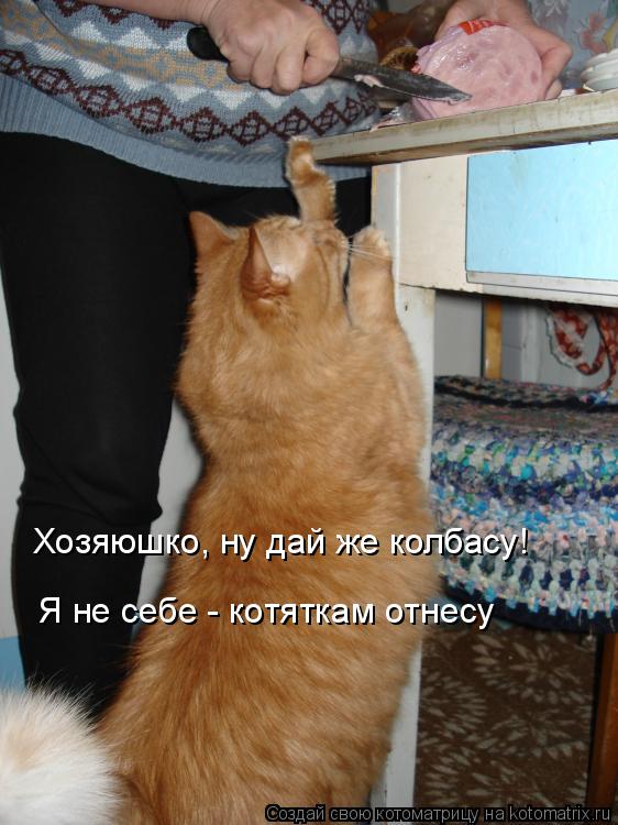 Котоматрица: Хозяюшко, ну дай же колбасу! Я не себе - котяткам отнесу