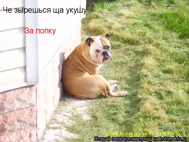Котоматрица: Че зырешься ща укушу За попку