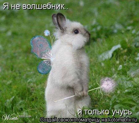 Я не волшебник.. я только учусь... Котоматрица: Я не волшебник.. я только учусь