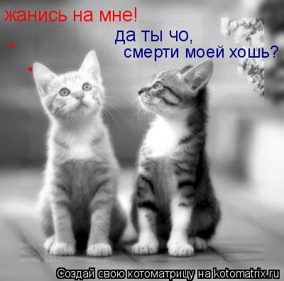 жанись на мне! да ты чо, . . смерти моей хошь?... Котоматрица: жанись на мне! да ты чо, . . смерти моей хошь?