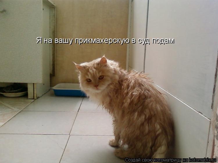 Котоматрица: Я на вашу прикмахерскую в суд подам