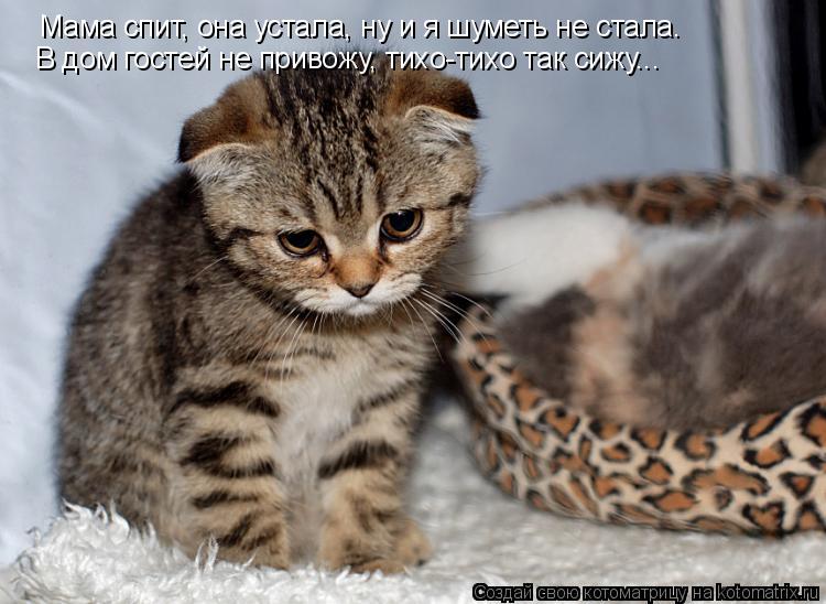 Мама спит, она устала, ну и я шуметь не стала. В дом гостей не привожу, тихо-тихо так сижу...... Котоматрица: Мама спит, она устала, ну и я шуметь не стала. В дом гостей не привожу, тихо-тихо так сижу...