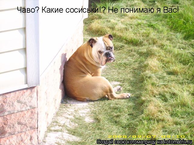 Котоматрица: Чаво? Какие сосиськи!? Не понимаю я Вас!