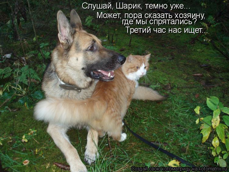 Слушай, Шарик, темно уже... Может, пора сказать хозяину, где мы спрятались? Третий час нас ищет...... Котоматрица: Слушай, Шарик, темно уже... Может, пора сказать хозяину, где мы спрятались? Третий час нас ищет...
