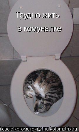 Котоматрица: Трудно жить в комуналке