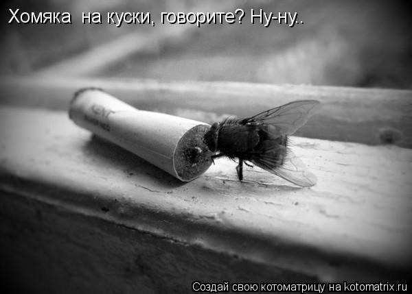 Котоматрица: Хомяка  на куски, говорите? Ну-ну..
