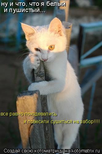 ну и что, что я белый и пушистый... все равно поиздевались и повесили сушиться на забор!!!!... Котоматрица: ну и что, что я белый и пушистый... все равно поиздевались и повесили сушиться на забор!!!!