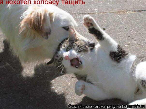 я нехотел колбасу тащить... Котоматрица: я нехотел колбасу тащить
