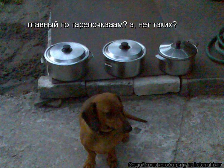 главный по тарелочкааам? а, нет таких? ну лааадно, я за него!!! главный по тарелочкааам? а, нет таких... Котоматрица: главный по тарелочкааам? а, нет таких? ну лааадно, я за него!!! главный по тарелочкааам? а, нет таких?