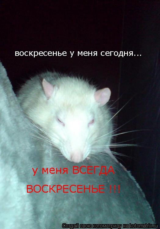 воскресенье у меня сегодня... у меня ВСЕГДА ВОСКРЕСЕНЬЕ !!!... Котоматрица: воскресенье у меня сегодня... у меня ВСЕГДА ВОСКРЕСЕНЬЕ !!!