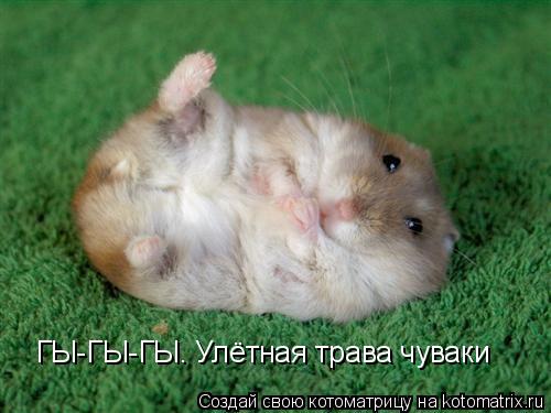 Котоматрица: ГЫ-ГЫ-ГЫ. Улётная трава чуваки