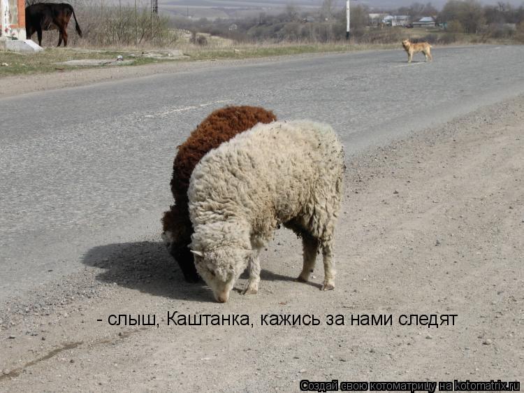- слыш, Каштанка, кажись за нами следят... Котоматрица: - слыш, Каштанка, кажись за нами следят