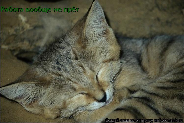 Работа вообще не прёт... Котоматрица: Работа вообще не прёт