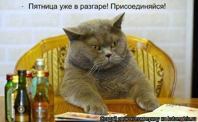 ... Котоматрица: