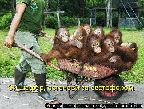 Эй шафёр, останови за светофором.... Котоматрица: Эй шафёр, останови за светофором.