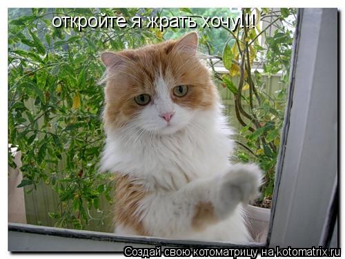 откройте я жрать хочу!!!... Котоматрица: откройте я жрать хочу!!!