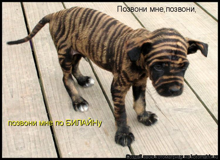 Котоматрица: Позвони мне,позвони, позвони мне по БИЛАЙНу