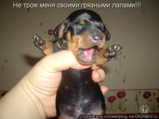 Котоматрица: Не трож меня своими грязными лапами!!!