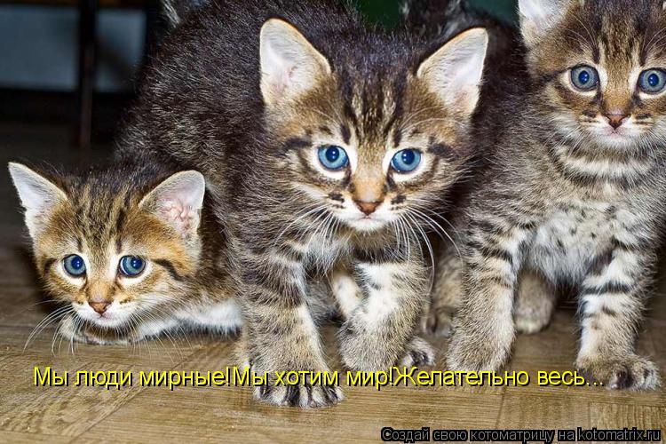 Мы люди мирные!Мы хотим мир!Желательно весь...... Котоматрица: Мы люди мирные!Мы хотим мир!Желательно весь...