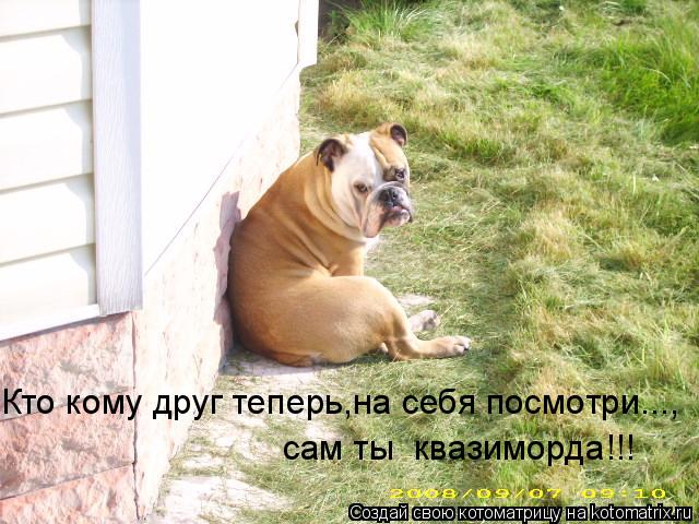 Котоматрица: Кто кому друг теперь,на себя посмотри..., сам ты  квазиморда!!!