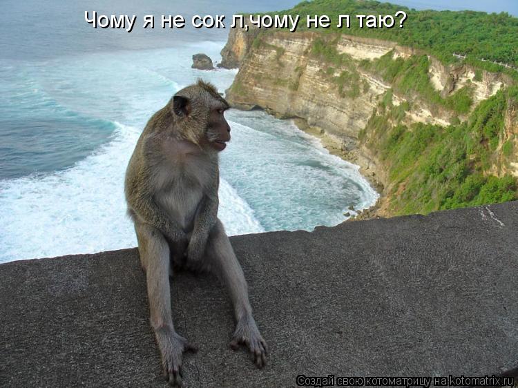 Котоматрица: Чому я не сокіл,чому не літаю?