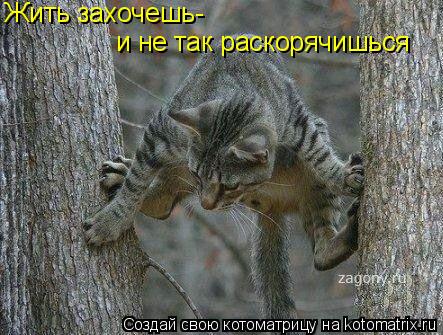 и не так раскорячишься Жить захочешь-... Котоматрица: и не так раскорячишься Жить захочешь-