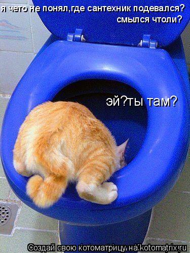 я чето не понял,где сантехник подевался? смылся чтоли? эй?ты там?... Котоматрица: я чето не понял,где сантехник подевался? смылся чтоли? эй?ты там?