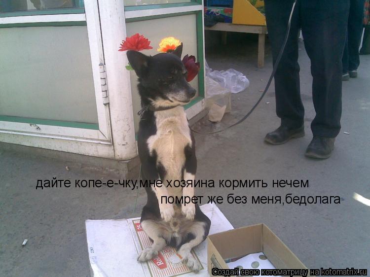 дайте копе-е-чку,мне хозяина кормить нечем помрет же без меня,бедолага... Котоматрица: дайте копе-е-чку,мне хозяина кормить нечем помрет же без меня,бедолага