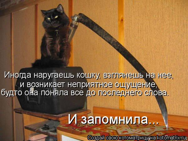 Иногда наругаешь кошку, взглянешь на нее, и возникает неприятное ощущение, будто она поняла все до... Котоматрица: Иногда наругаешь кошку, взглянешь на нее, и возникает неприятное ощущение, будто она поняла все до последнего слова. И запомнила...