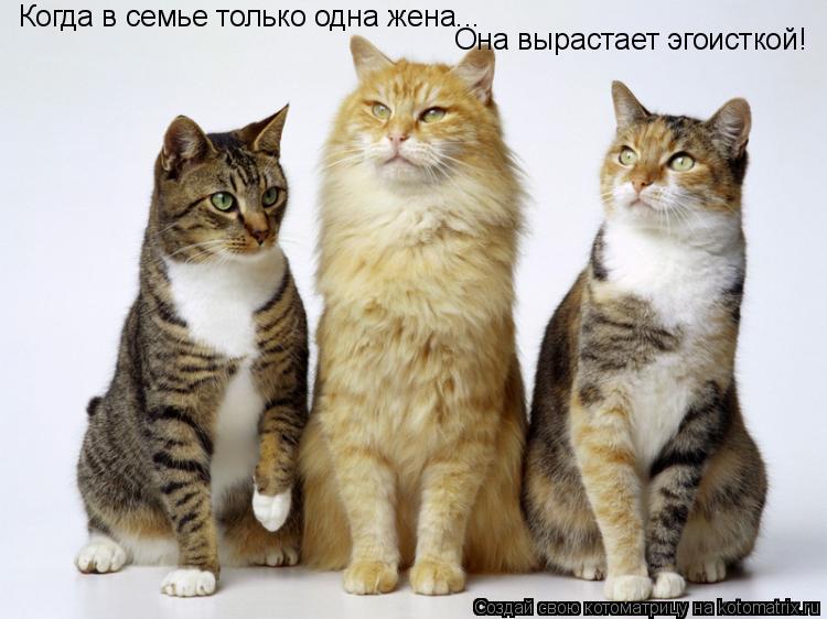 Когда в семье только одна жена... Она вырастает эгоисткой!... Котоматрица: Когда в семье только одна жена... Она вырастает эгоисткой!
