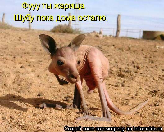 Котоматрица: Фууу ты жарища. Шубу пока дома осталю.