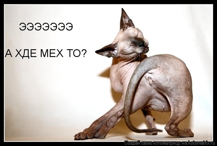 ЭЭЭЭЭЭЭ А ХДЕ МЕХ ТО?... Котоматрица: ЭЭЭЭЭЭЭ А ХДЕ МЕХ ТО?