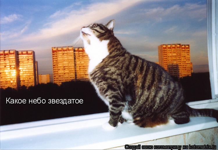 Какое небо звездатое... Котоматрица: Какое небо звездатое