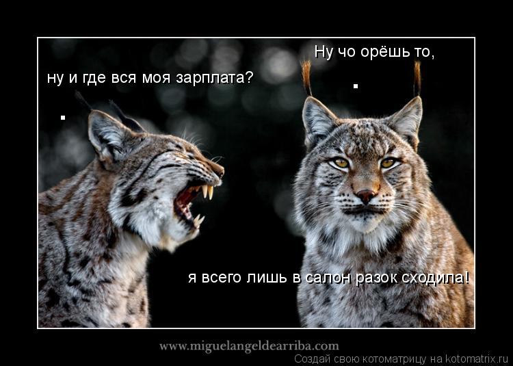 ну и где вся моя зарплата? Ну чо орёшь то, я всего лишь в салон разок сходила! . .... Котоматрица: ну и где вся моя зарплата? Ну чо орёшь то, я всего лишь в салон разок сходила! . .