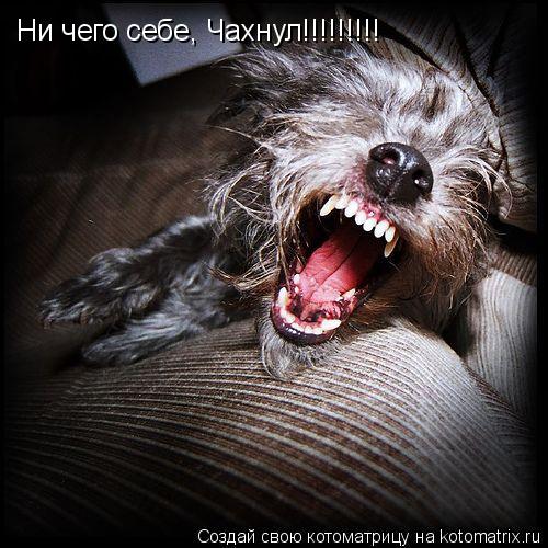 Котоматрица: Ни чего себе, Чахнул!!!!!!!!!