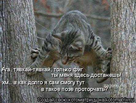 Ага, тявкай-тявкай, только фиг ты меня здесь достанешь! хм.. а как долго я сам смогу тут в такое по... Котоматрица: Ага, тявкай-тявкай, только фиг ты меня здесь достанешь! хм.. а как долго я сам смогу тут в такое позе проторчать?