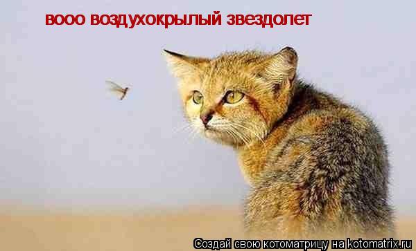 вооо воздухокрылый звездолет вооо воздухокрылый звездолет... Котоматрица: вооо воздухокрылый звездолет вооо воздухокрылый звездолет