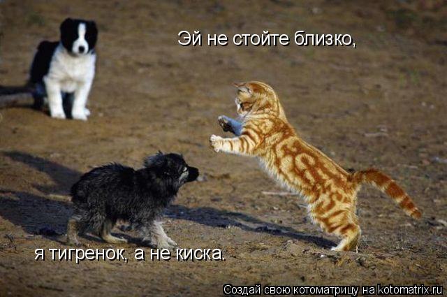 Эй не стойте близко, я тигренок, а не киска.... Котоматрица: Эй не стойте близко, я тигренок, а не киска.