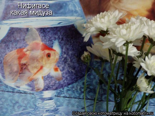 Нифигасе какая мидуза... Котоматрица: Нифигасе какая мидуза