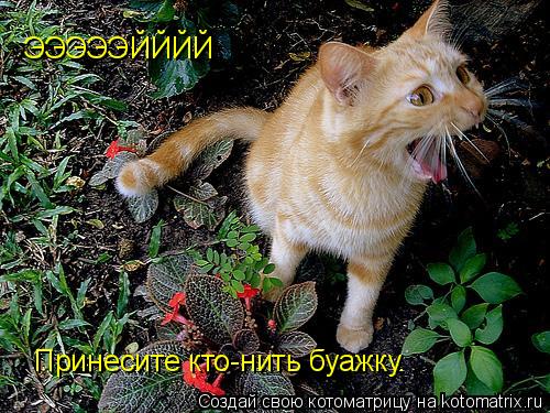 Котоматрица: ЭЭЭЭЭЙЙЙЙ Принесите кто-нить буажку.
